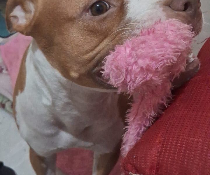Pitbull (Adoção Urgente)