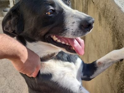 Harry (Adoção Urgente)