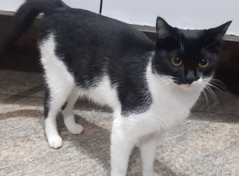 4 Gatos (Adoção Urgente)