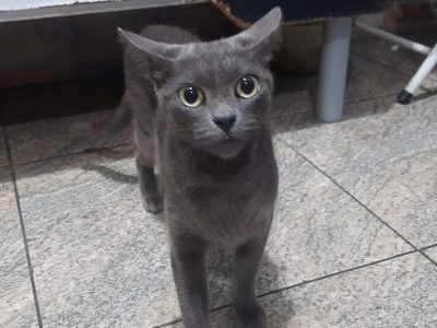 4 Gatos (Adoção Urgente)