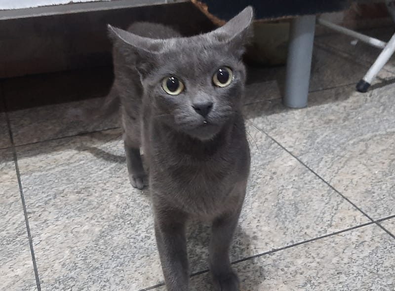 4 Gatos (Adoção Urgente)
