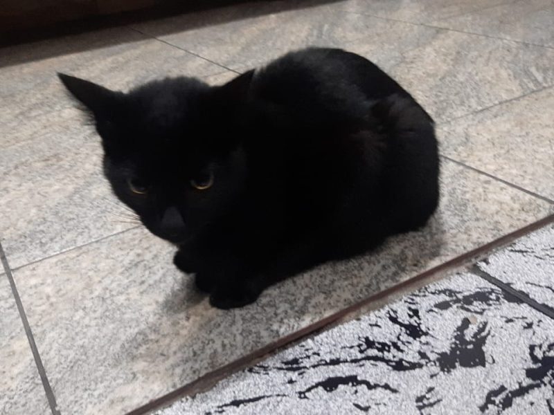 4 Gatos (Adoção Urgente)