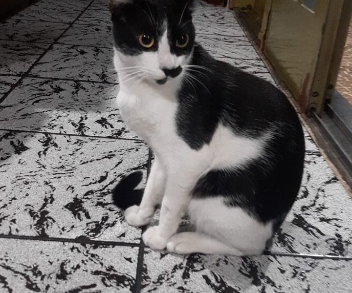 4 Gatos (Adoção Urgente)