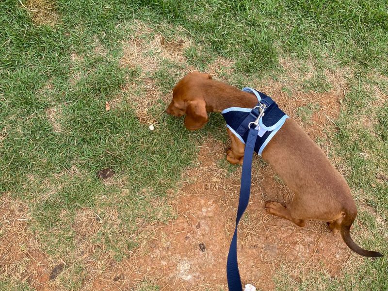 Dachshund (Adoção Urgente)