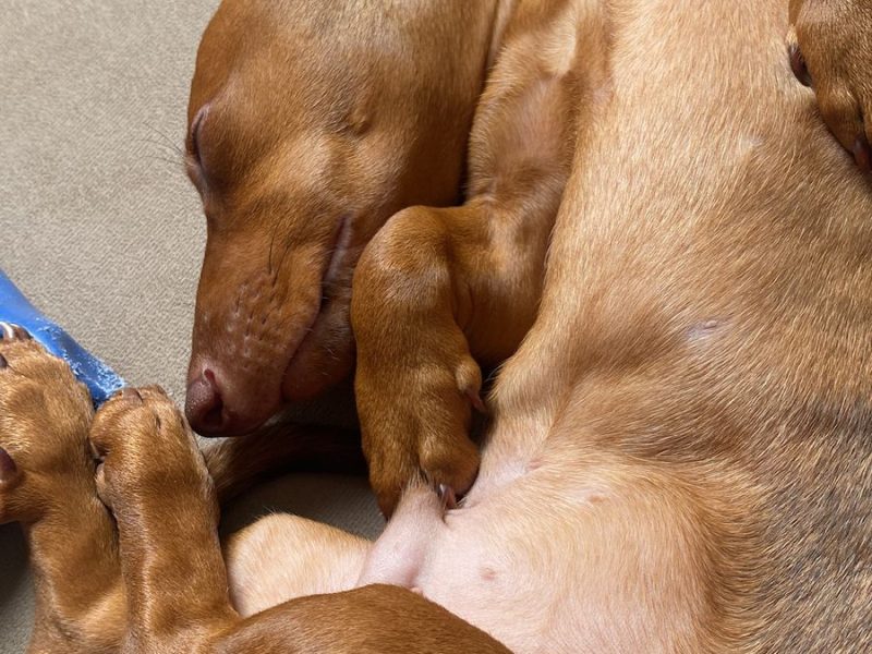Dachshund (Adoção Urgente)