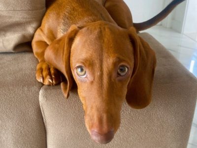 Dachshund (Adoção Urgente)