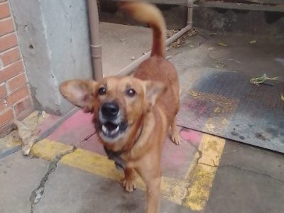 Betoven (Adoção Urgente)