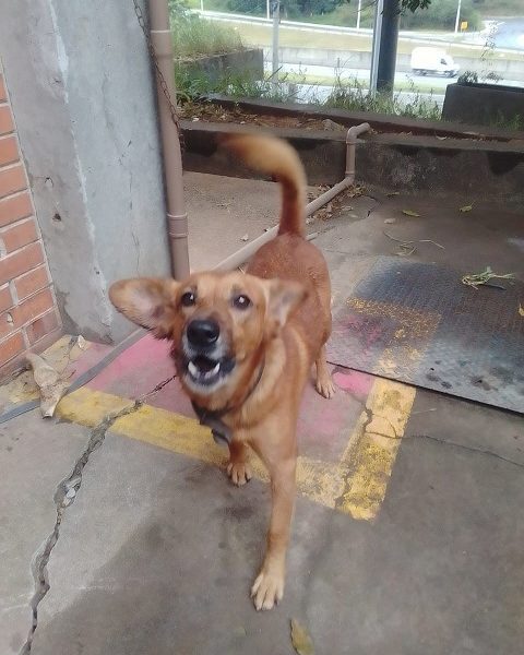 Betoven (Adoção Urgente)