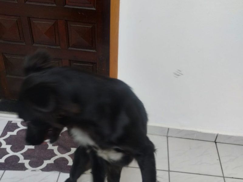Fêmea (Adoção Urgente)