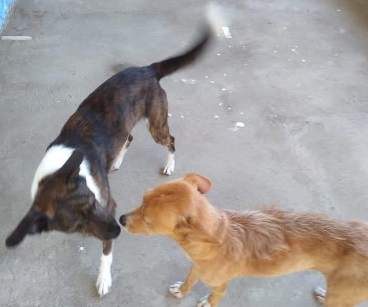 2 Cães (Adoção Urgente)