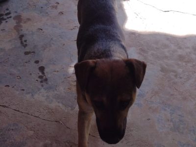 5 Cães (Adoção Urgente)