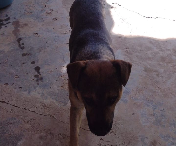 5 Cães (Adoção Urgente)