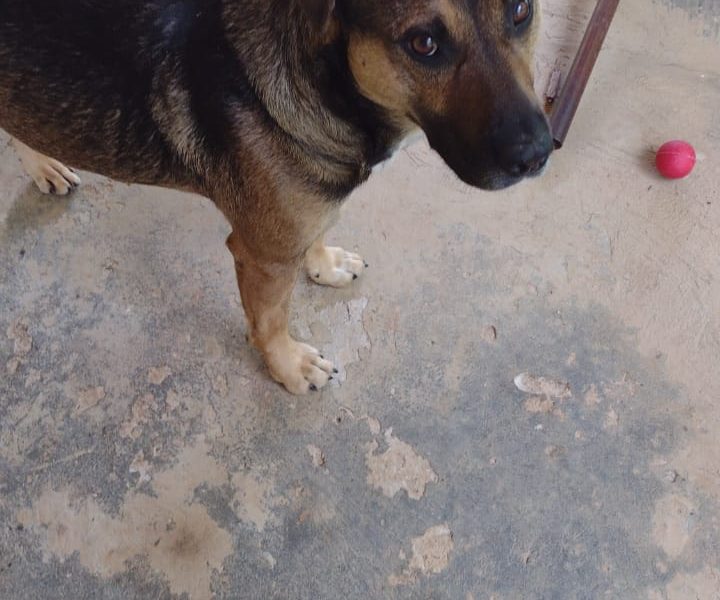 5 Cães (Adoção Urgente)