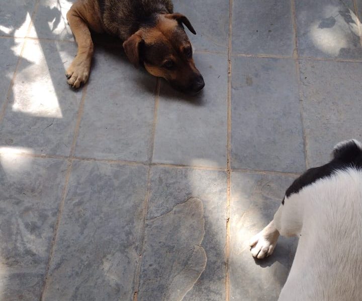 5 Cães (Adoção Urgente)