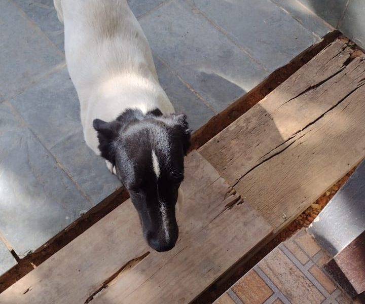 5 Cães (Adoção Urgente)