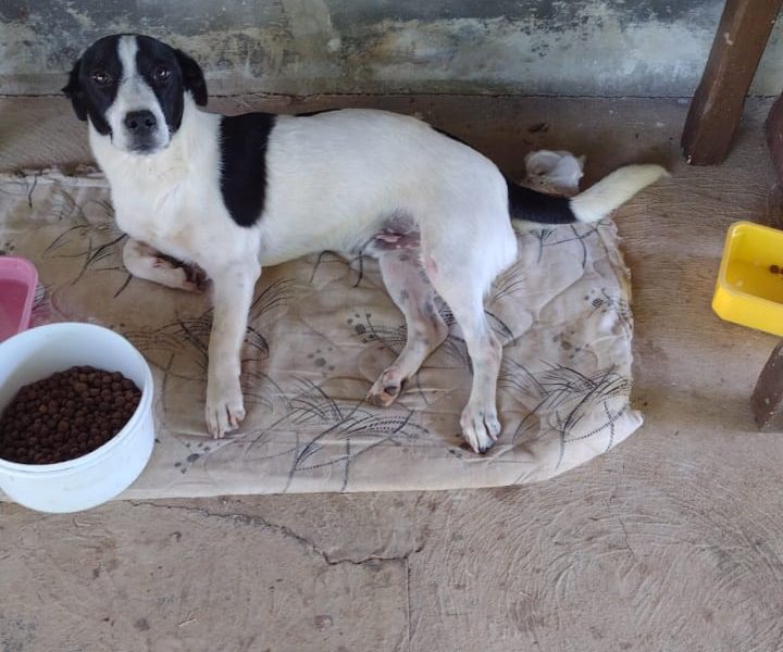 5 Cães (Adoção Urgente)