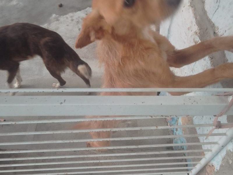 2 Cães (Adoção Urgente)