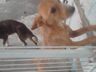2 Cães (Adoção Urgente)