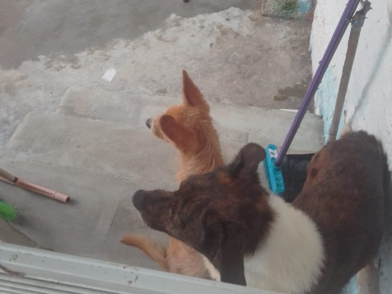 2 Cães (Adoção Urgente)
