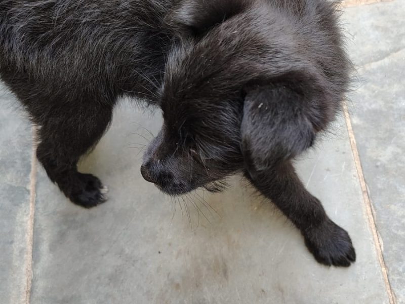 Lola (Adoção Urgente)
