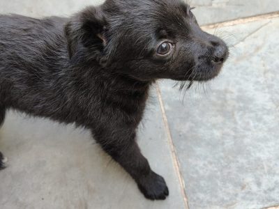 Lola (Adoção Urgente)
