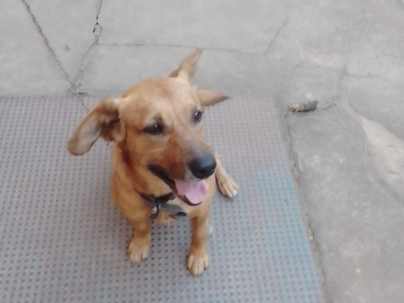 Betoven (Adoção Urgente)