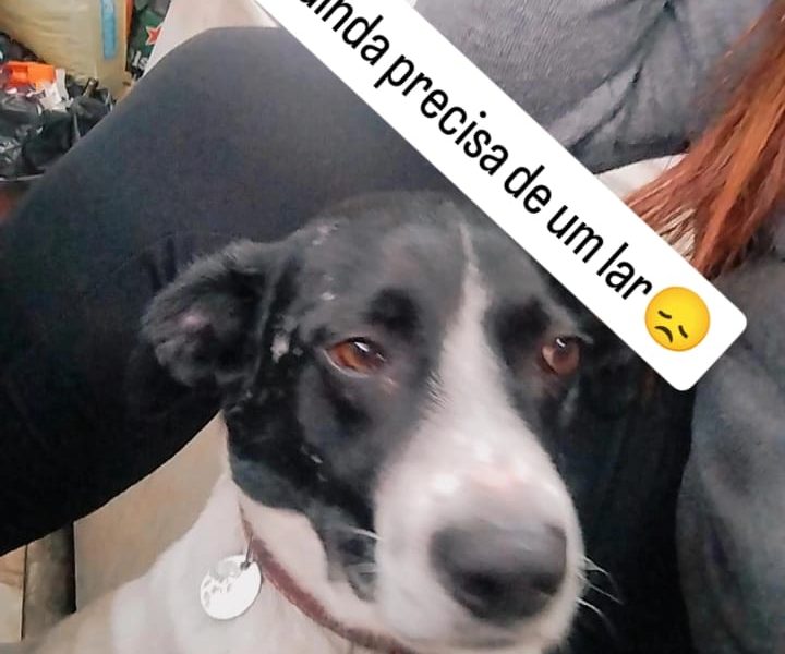 2 Cães (Adoção Urgente)