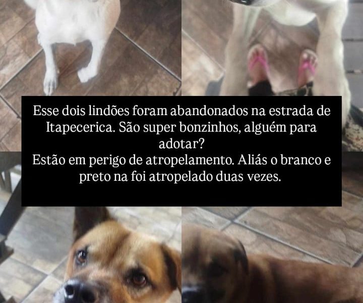 2 Cães (Adoção Urgente)