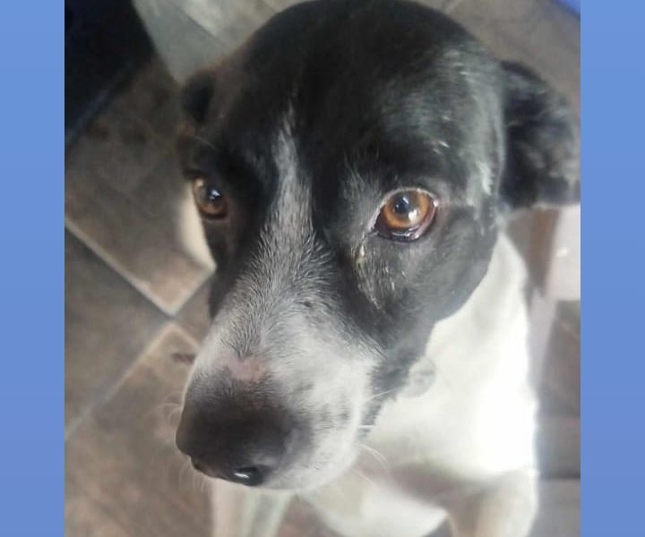 2 Cães (Adoção Urgente)