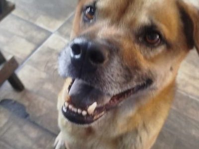 2 Cães (Adoção Urgente)