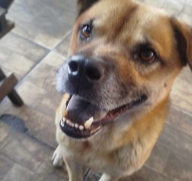 2 Cães (Adoção Urgente)