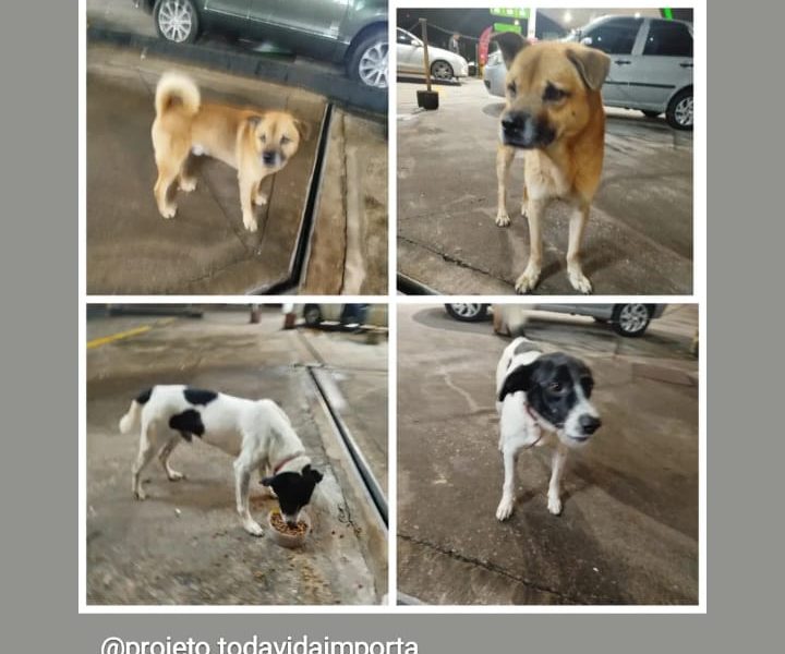 2 Cães (Adoção Urgente)