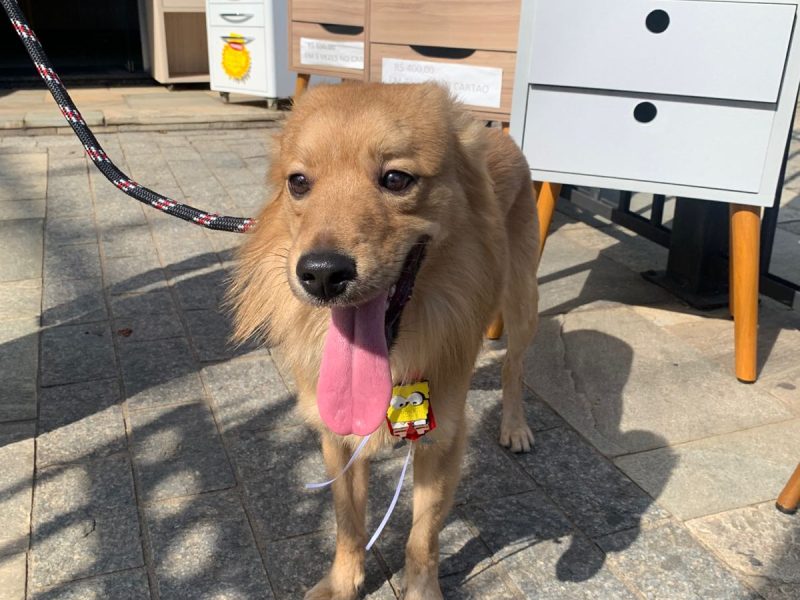 Simba (Adoção Urgente)