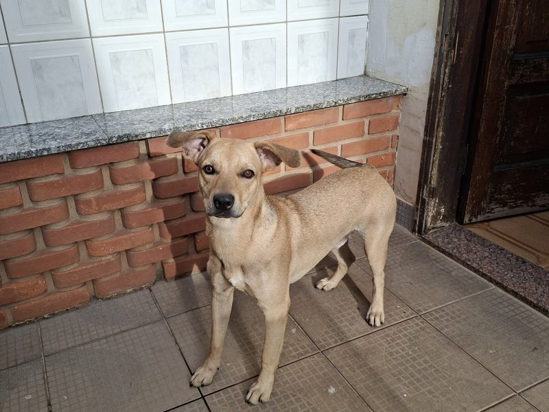 Joni (Adoção Urgente)