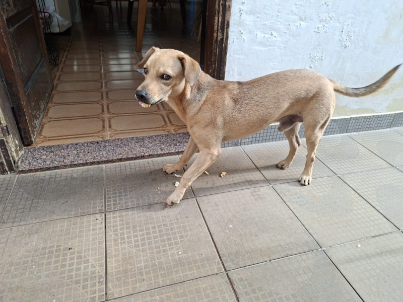 Joni (Adoção Urgente)