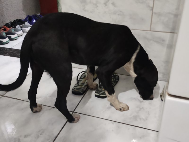 Porte M/P (Adoção Urgente)