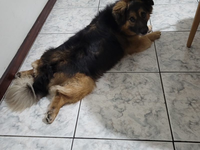 Aslan (Adoção Urgente)