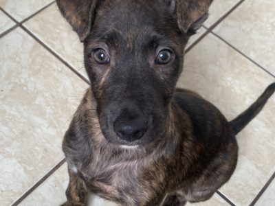 Apollo (Adoção Urgente)