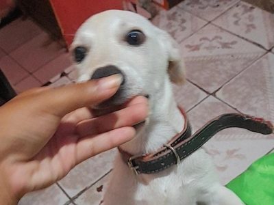 Porte P (Adoção Urgente)