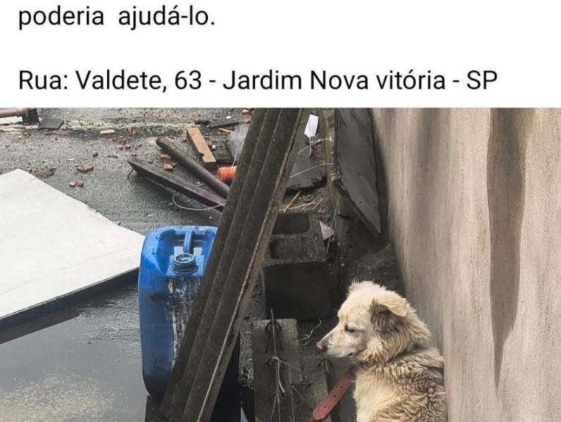 Rabito (Adoção Urgente)