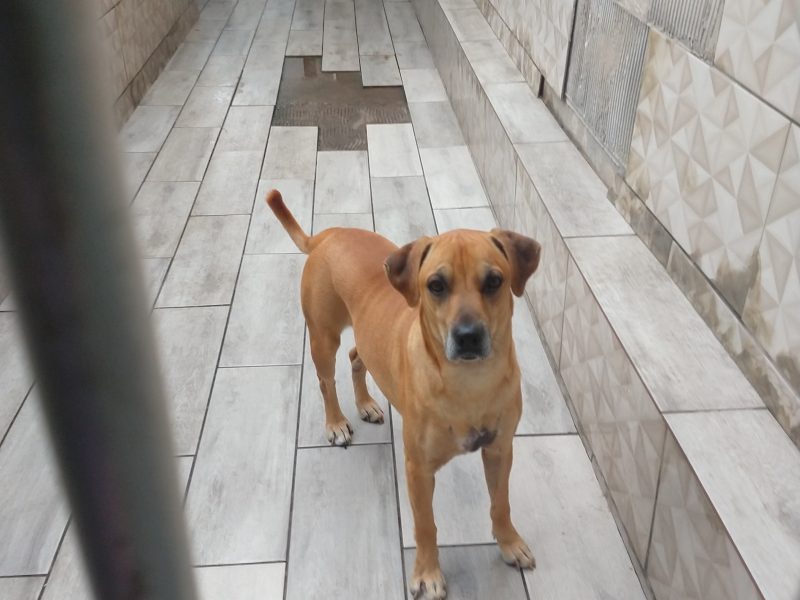 Simba (Adoção Urgente)