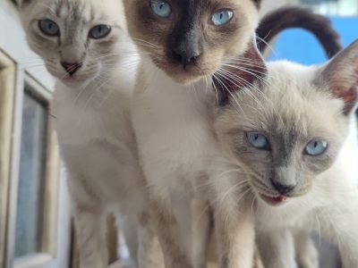 Gatitos (Adoção Urgente)