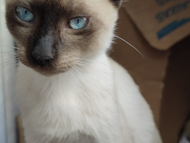 Gatitos (Adoção Urgente)