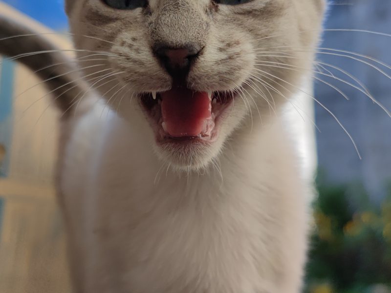 Gatitos (Adoção Urgente)