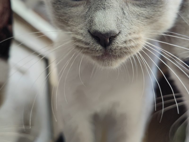 Gatitos (Adoção Urgente)