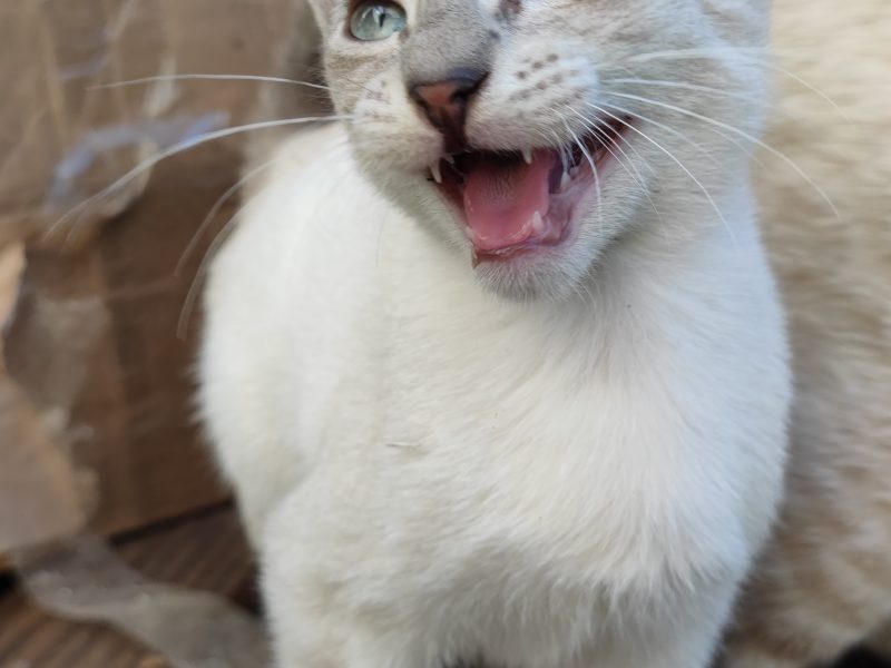 Gatitos (Adoção Urgente)