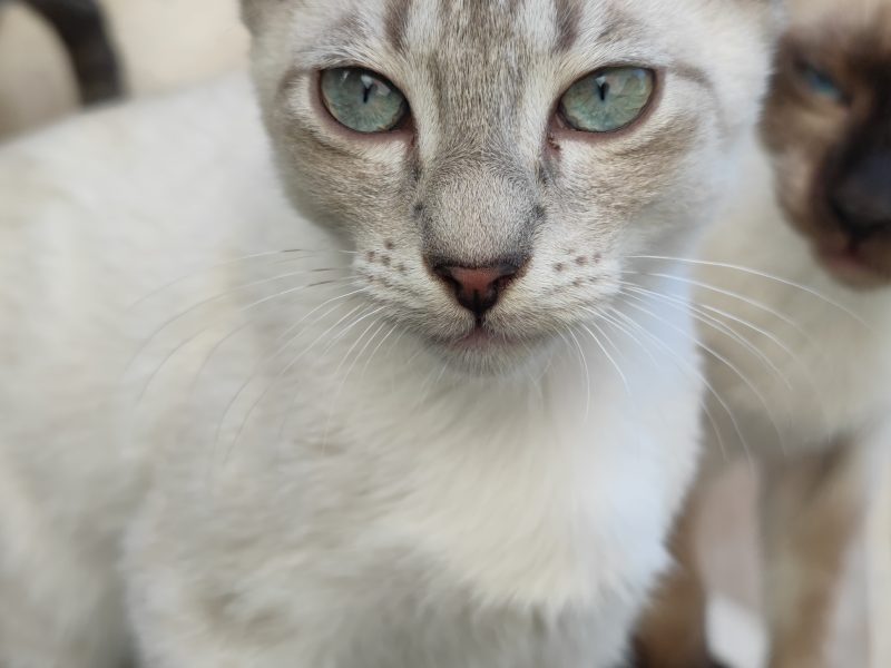 Gatitos (Adoção Urgente)