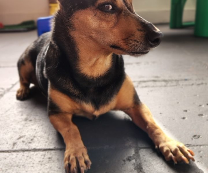 Ludmila (Adoção Urgente)