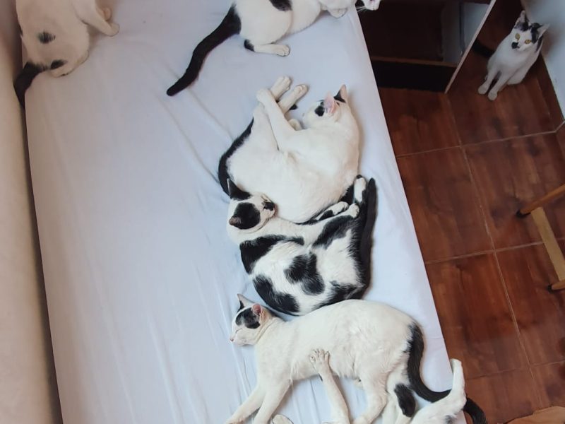 Gatos (Adoção Urgente)