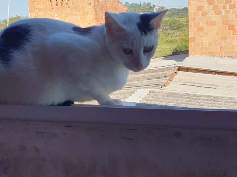 Gatos (Adoção Urgente)